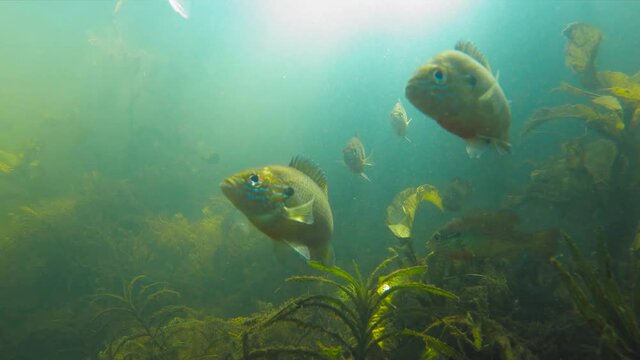Shoal of yellow sunfish underwater swimming among sun rays 