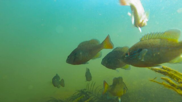 Sunfish hooked with bait underwater school of fish 