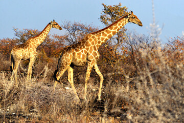 Afrikanische Giraffen im Etosha-Nationalpark in Namibia