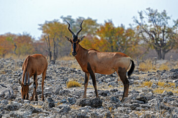 Kuhantilopen im Etosha-Nationalpark in Namibia