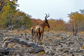 Kuhantilopen im Etosha-Nationalpark in Namibia