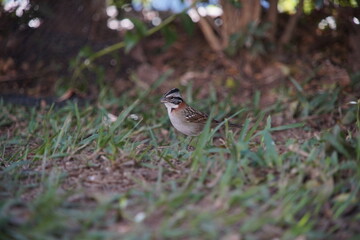 Rufous-collared Sparrow Bird on the ground