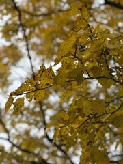 Fall leaves in a cemetery 