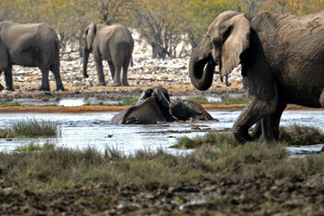 Obraz na płótnie Canvas Elefantenherde raufend und badend im Etosha-Nationalpark in Namibia