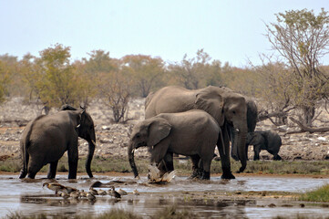 Fototapeta premium Elefantenherde raufend und badend im Etosha-Nationalpark in Namibia
