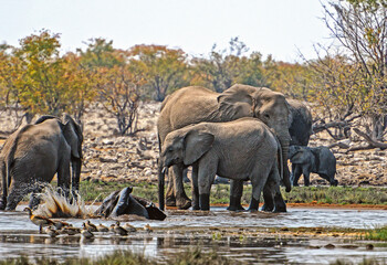 Obraz premium Elefantenherde raufend und badend im Etosha-Nationalpark in Namibia