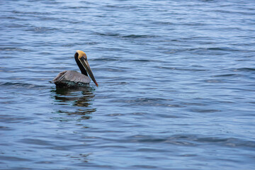 Brown Pelican swimming in the bay