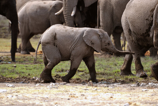 Elefantenherde raufend und badend  im Etosha-Nationalpark in Namibia