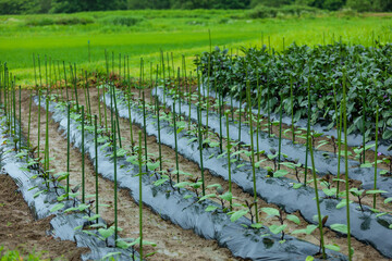 畑に降る雨　梅雨