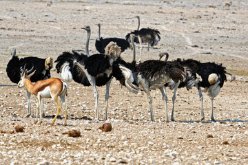 Afrikanische Strauße im Etosha-Nationalpark in Namibia