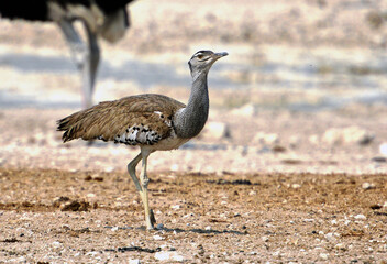 Riesentrappe in Etosha-Nationalpark in Namibia