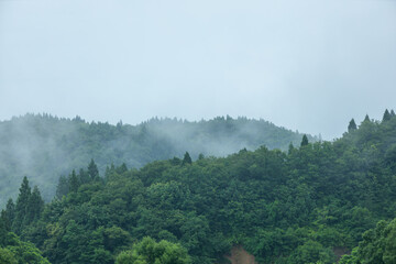 朝霧に包まれた山　雨の日　森林　梅雨の時期