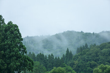 朝霧に包まれた山　雨の日　森林　梅雨の時期