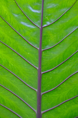 close up waterproof on green and natural background
