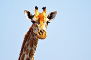 Obraz premium Afrikanische Giraffen im Etosha-Nationalpark in Namibia