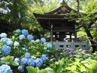 the beautiful Hydrangea garden 
 in japan
