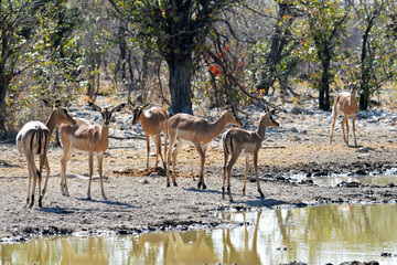 Impalaherde im Etosha-Nationalpark in Namibia