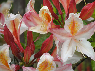Close up of beautiful white, peach colored edge rhododendron flowers with orange flecking.