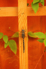 Black Dragonfly on Wooden Trellis