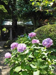 the beautiful Hydrangea garden 
 in japan
