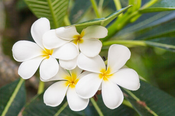 Obraz na płótnie Canvas Close up of delicate, beautiful, white plumeria flowers