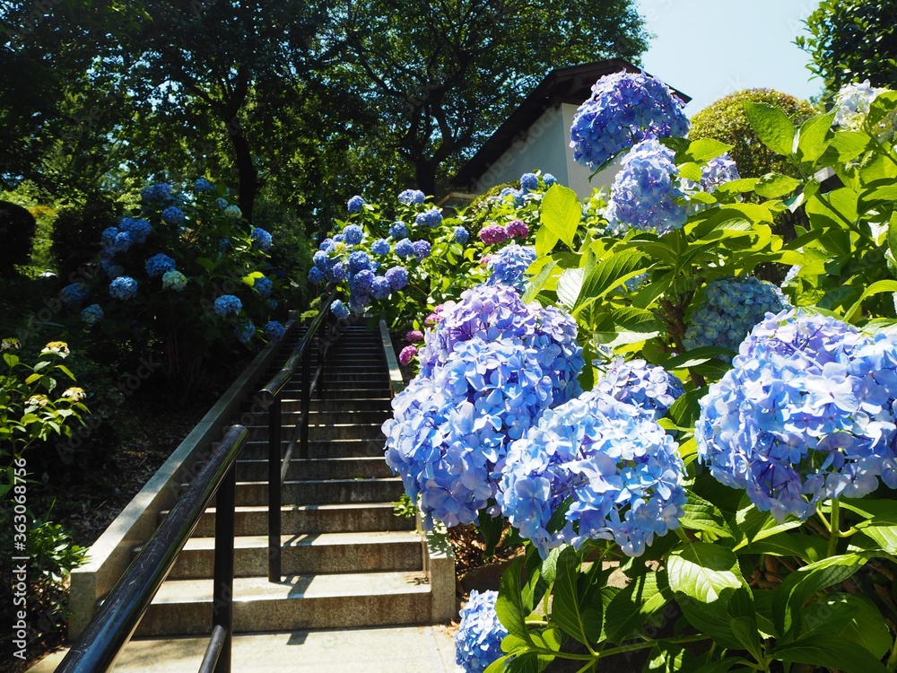 Canvas Prints the beautiful hydrangea garden in japan