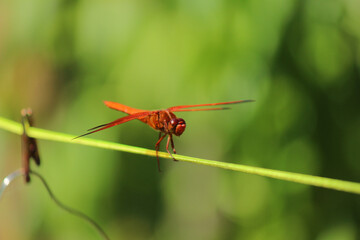 Red Dragonfly on Pond