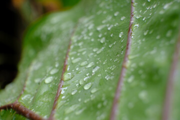 close up water drop on green leaves in nature, blurry green leaf wallpaper background and space