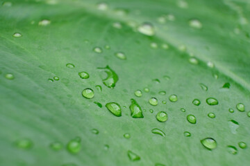 close up water drop on green leaves in nature, blurry green leaf wallpaper background and space