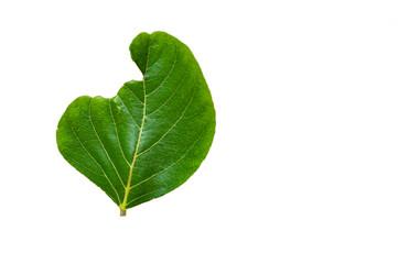 Green leaves on a white background