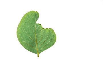 Green leaves on a white background