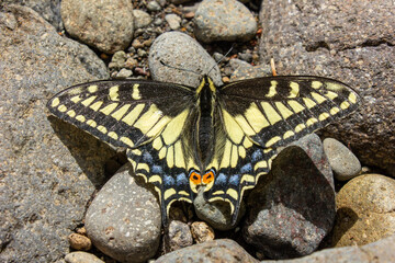 Butterfly on River Rocks