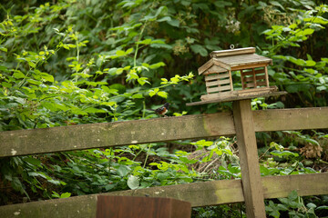 Bird on Fence next to Birdhouse in front of Forest
