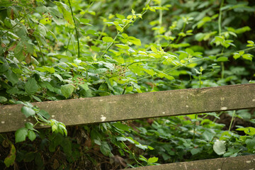 Green Blackberry Vines behind Wooden Fence