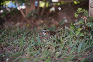 Rufous-collared Sparrow Bird on the ground