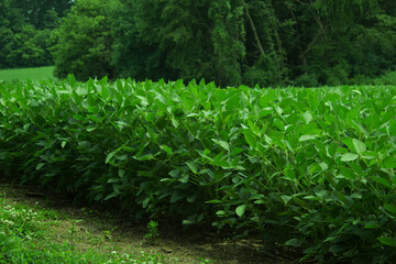 Bean Field