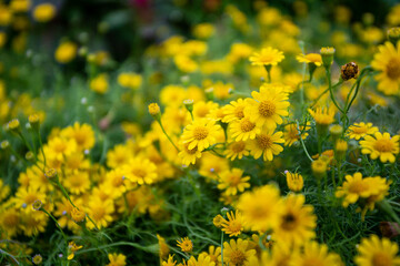 field of yellow flowers