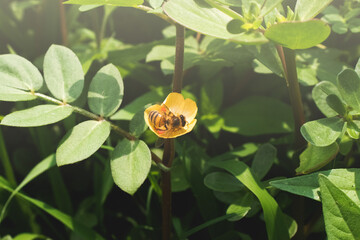 Abeja polinizando flor abeja y néctar © Aldarami