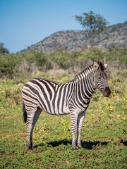 Fototapeta na wymiar Zebra Portrait - Madikwe