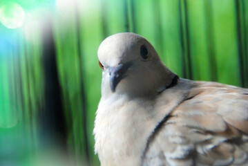 bird, dove, pigeon, nature, animal, beak, eagle, wildlife, white, feathers, feather, wild, wing, eye, birds, grey, animals, wood, peace, wings
