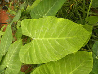 Big green color leaf of Xanthosoma sagittifolium or Arrow leaf elephant's ear plant