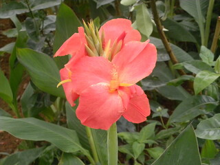 Red color Canna lily flower in garden