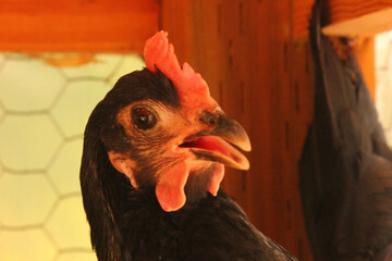Australorp Chicken Clucking Looking at Camera