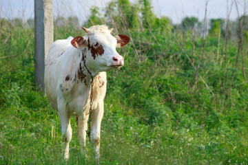 Young calf in the meadow