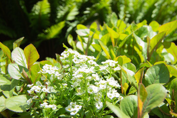 Macro Plants Background with White Flowers