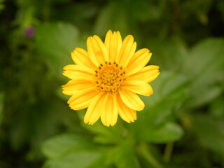 Yellow color Cosmos flower
