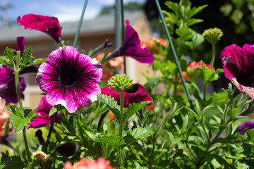 Purple and Red Petunias in a Hanging Basket