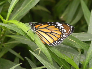 Orange and brown color Monarch Butterfly or milkweed butterfly