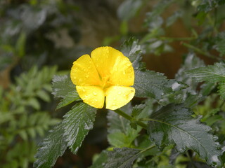 Yellow color Sage rose flower or Turnera ulmifolia flower
