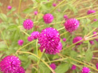 Obraz premium Pink color Red clover flower or Trifolium pratense flower